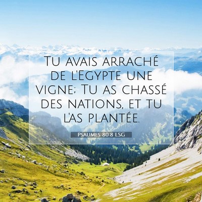 Picture 07 - Psaumes 80:8 LSG - Tu avais arraché de l'Egypte une vigne; Tu as - Bible Verse Picture