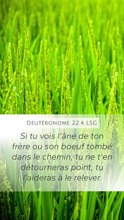 Deutéronome 22:4 LSG Bible Verse Image