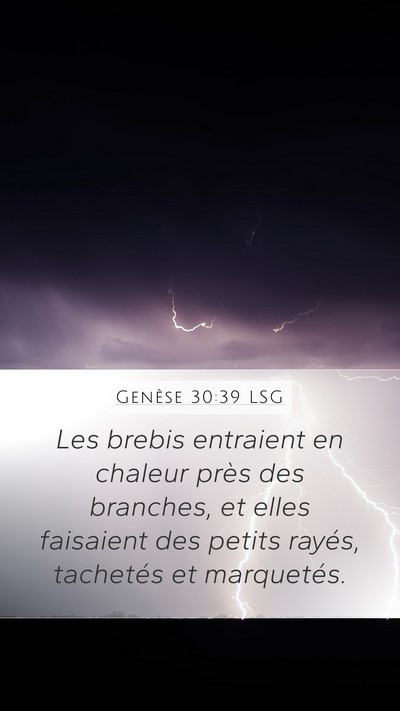 Genèse 30:39 LSG Mobile Phone Wallpaper - Les brebis entraient en chaleur près des - Mobile Bible Verse Wallpaper