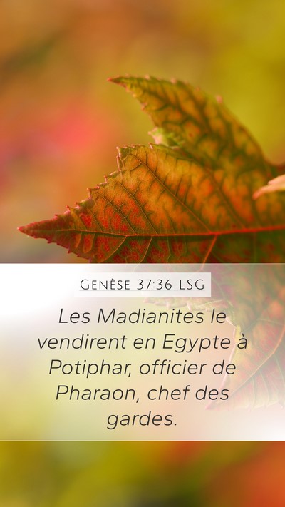 Genèse 37:36 LSG Bible Verse Image
