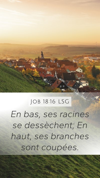 Job 18:16 LSG Bible Verse Image