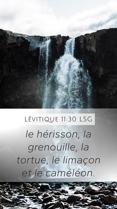 Lévitique 11:30 LSG Mobile Phone Wallpaper - le hérisson, la grenouille, la tortue, le - Mobile Bible Verse Wallpaper