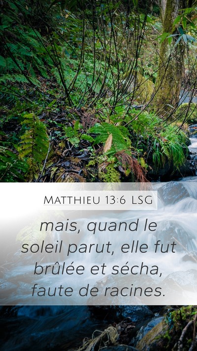 Matthieu 13:6 LSG Bible Verse Image
